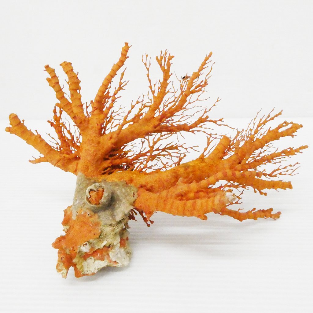 天然枝赤珊瑚 総重量62g 血赤サンゴ 原木 コーラル さんご coral 天然枝赤珊瑚 総重量62g 血赤サンゴ 原木 コーラル さんご coral