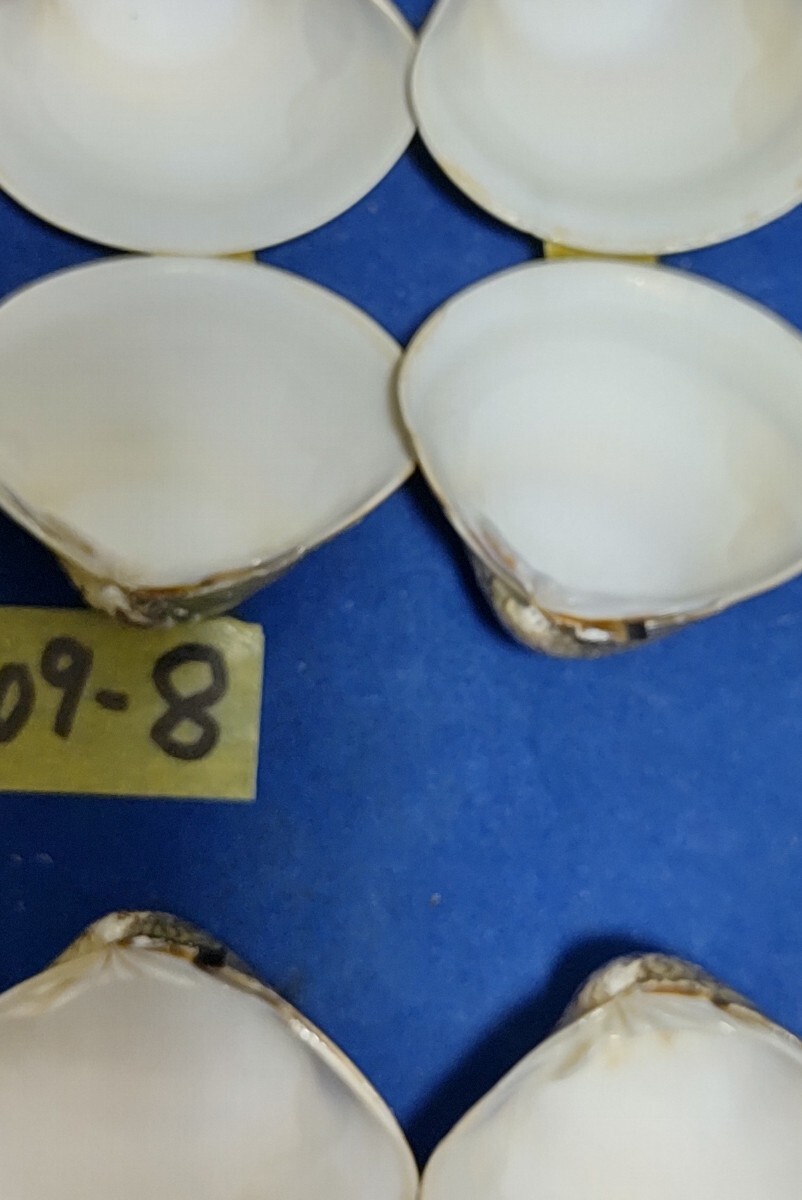 蛤 YMS−24-0409-8　45mm×12個　　江戸前　ハマグリ　貝殻　標本　材料_画像10