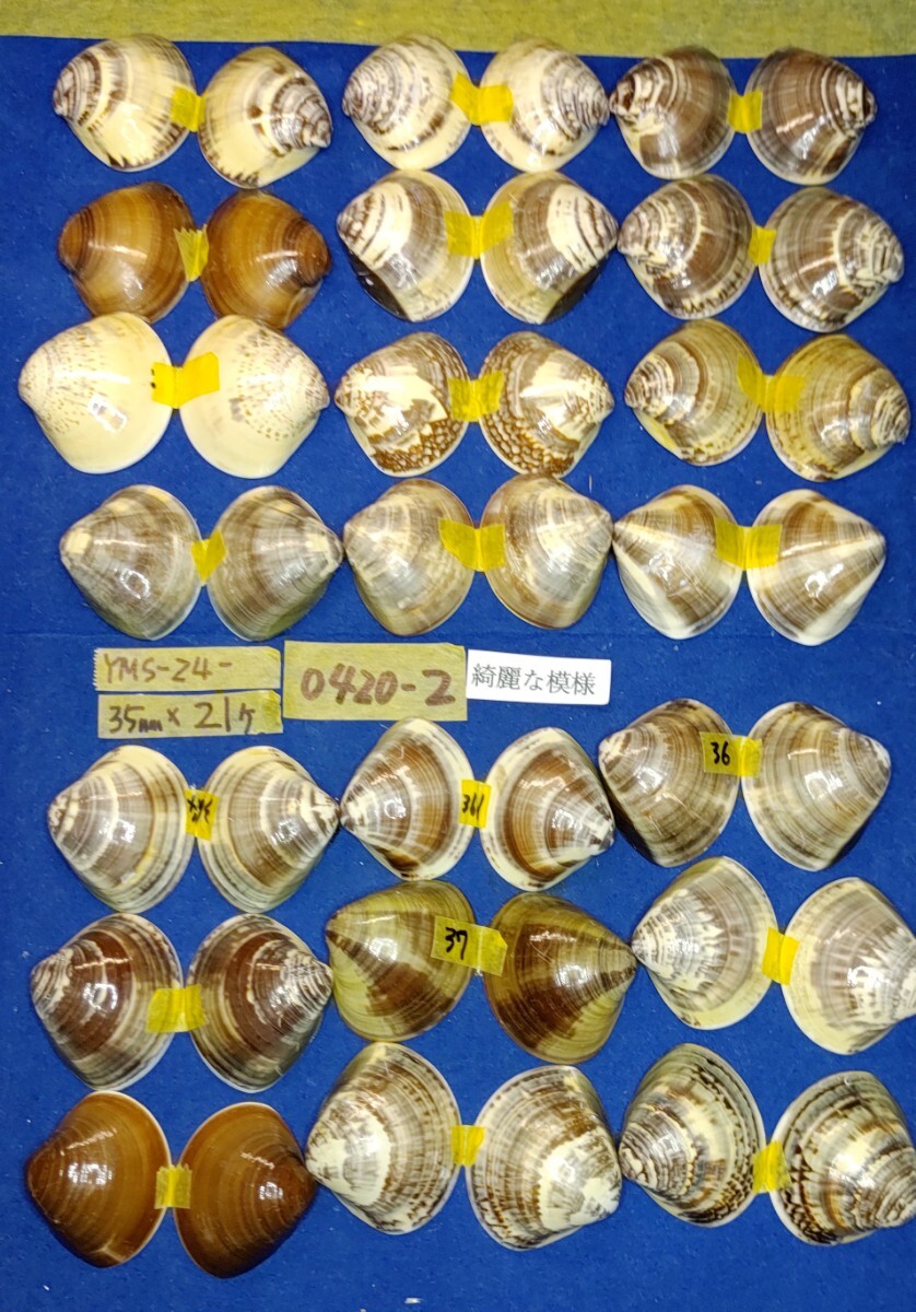 蛤 YMS−24-0420-2　綺麗な模様35mm×21個　　江戸前　ハマグリ　貝殻　標本　材料_画像7