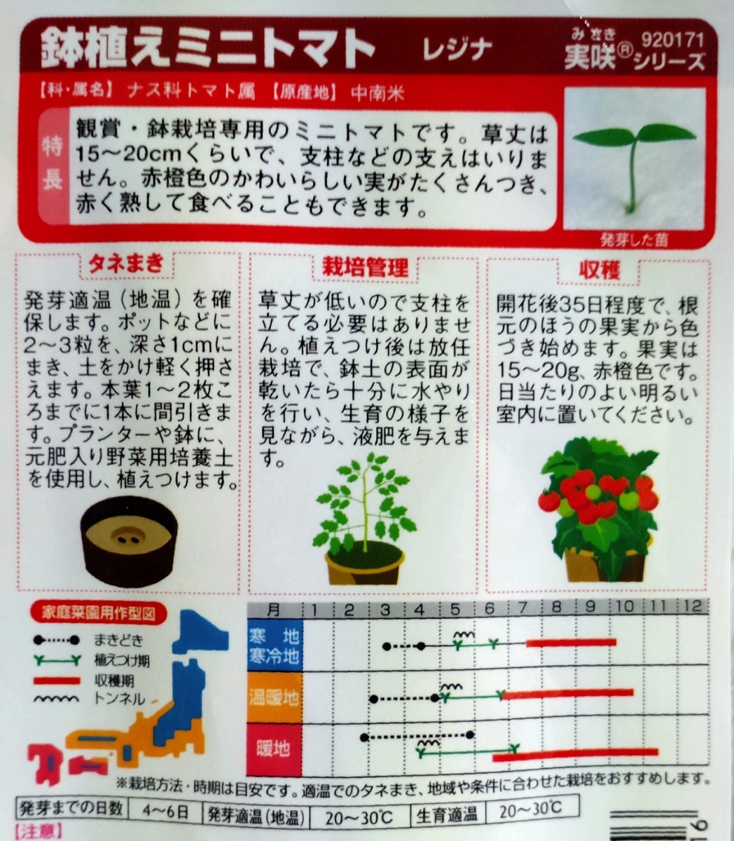 鉢植えミニトマト・レジナの種子 6粒 お手軽ミニトマト 支柱が要らない！_画像2