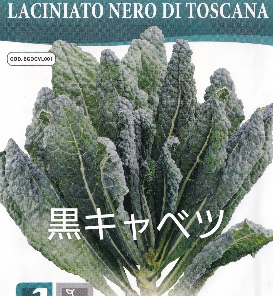  машина BORO Nero. семена 30 шарик чёрный капуста LACINIATO NERO DI TOSCANA фиксация вид не . лампочка капуста [2025.12] кудрявая капуста. компания . витамин минерал . изобилие 