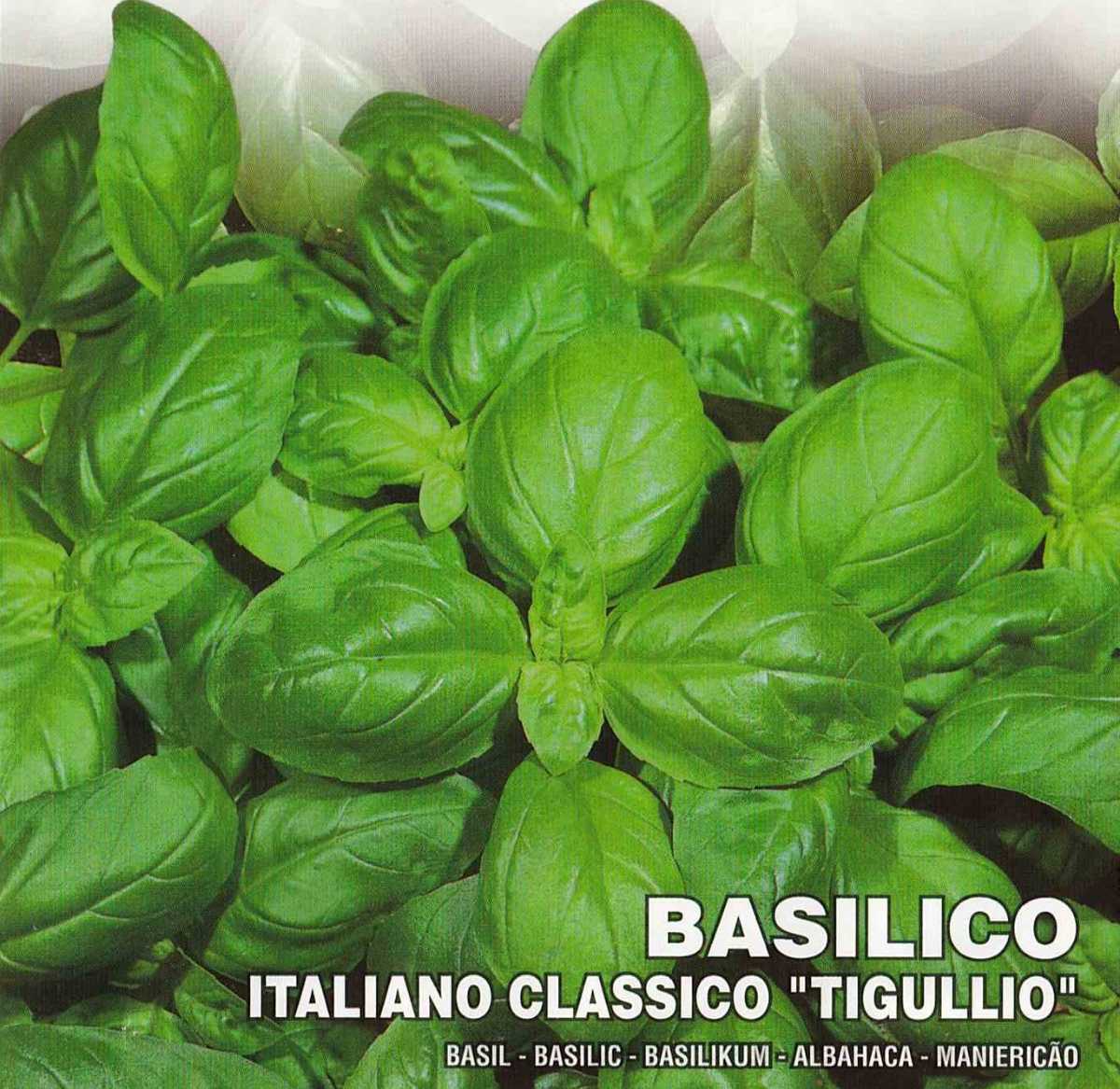 バジルの種 50粒 ITALIANO CLASSICO ″TIGULLIO″ 【2025.6】イタリアンクラシコ ハーブ 深い風味と味わい！ 固定種 ジェノベーゼに最適！の画像2