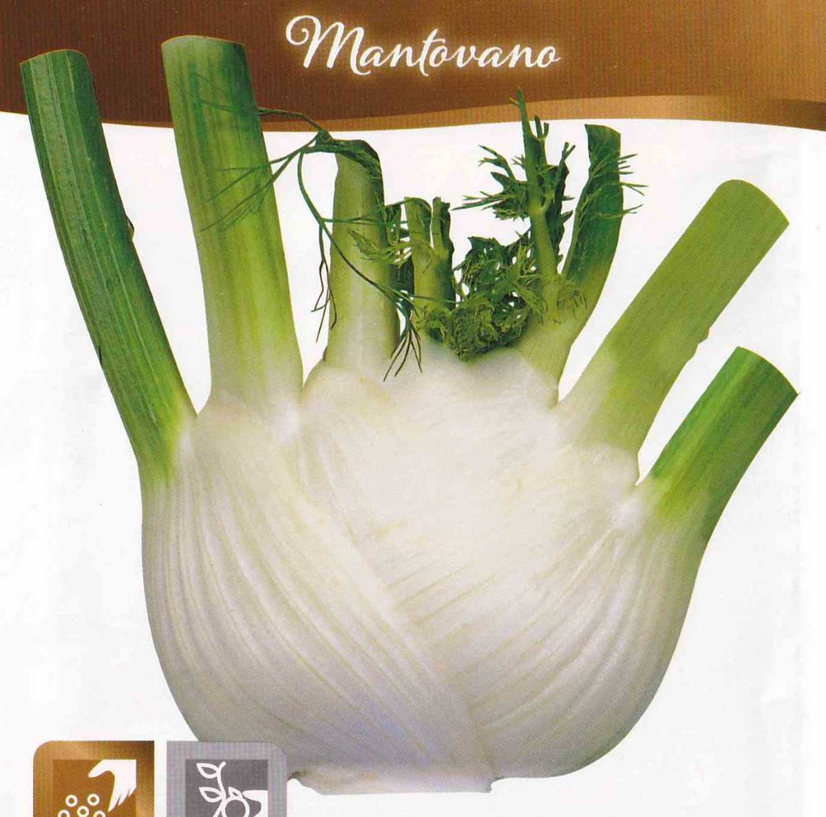 フェンネル・マントヴァーノの種子 30粒 Mantovano 春蒔きもできる早生種！扁平肥大のフェンネル♪ 固定種_画像1