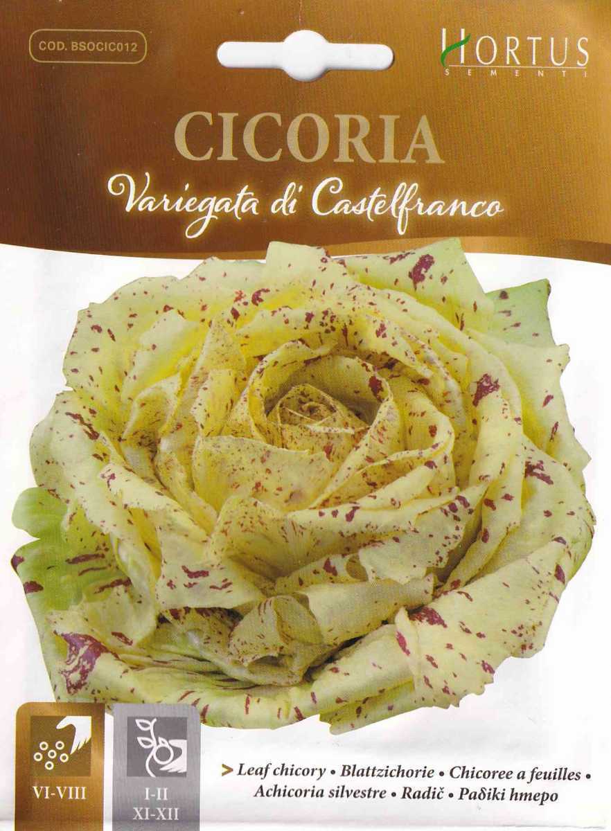 リーフチコリーの種子 60粒 カステルフランコ Castelfranco ワインレッドの斑点入チコリ！ 固定種の画像3