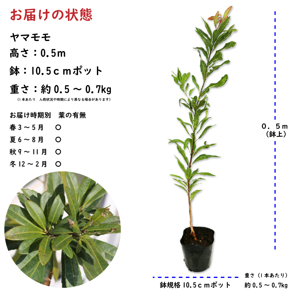 ヤマモモ 0.5m 10.5cmポット 苗の画像2