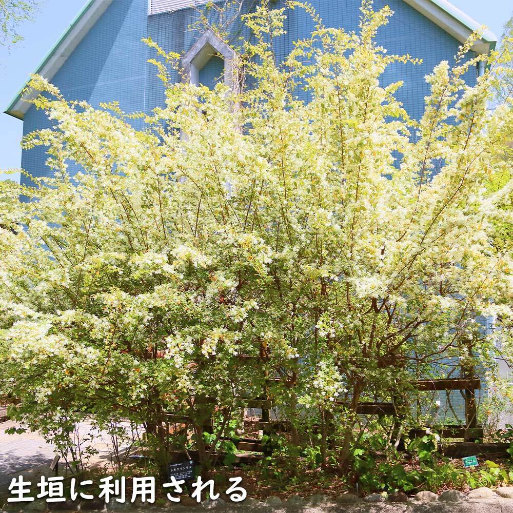 トキワマンサク青葉白花 1.2m 15cmポット 10本×2 苗_画像3