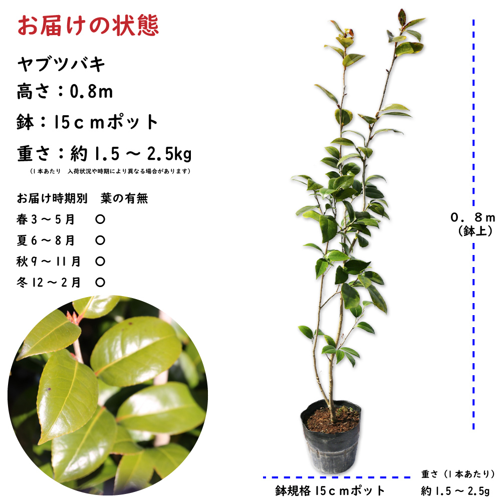 ツバキ ヤブツバキ 0.8m 15cmポット 苗_画像2