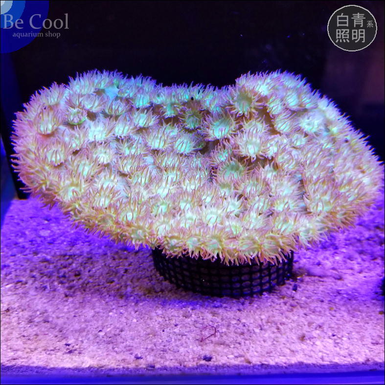 J56o мужской li палочки коралл (13cm передний и задний (до и после) )