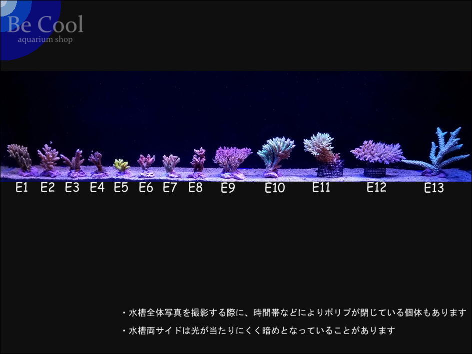 E１３ミドリイシｓｐ（１４ｃｍ前後）の画像5