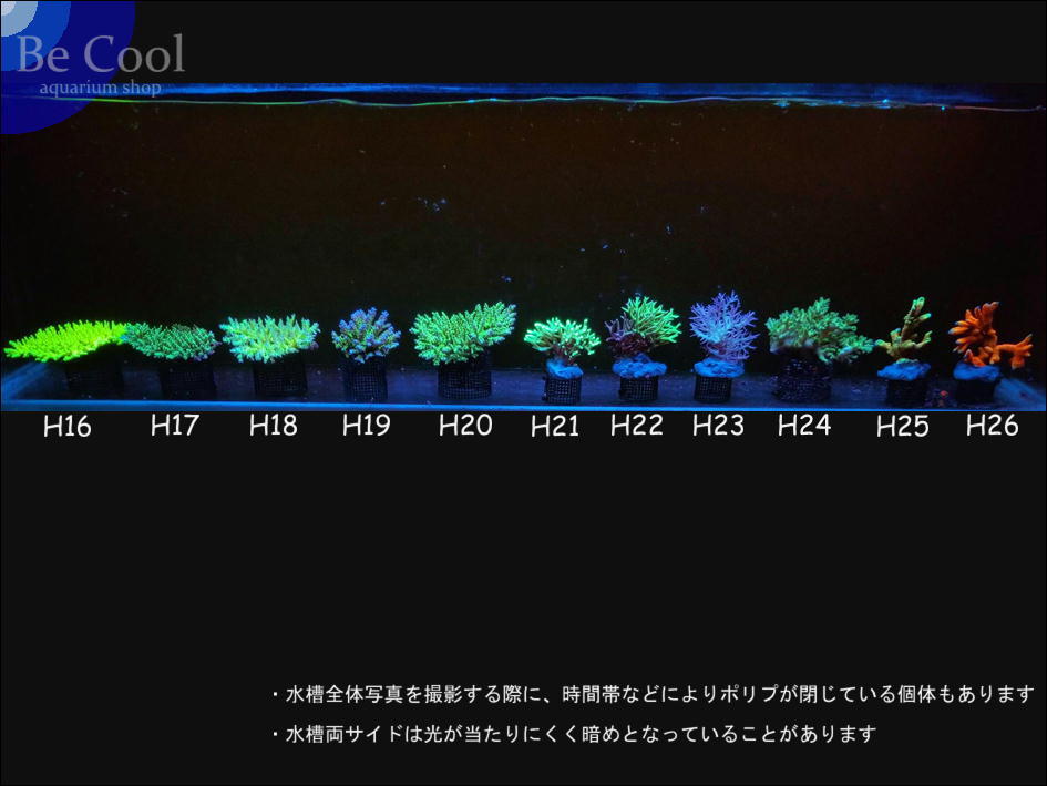 H１６ミドリイシｓｐ（１４ｃｍ前後）の画像6