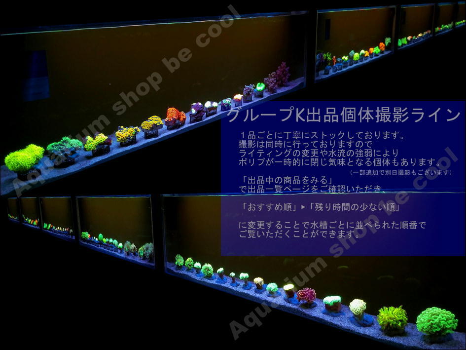 K６２カクオオトゲキクメイシ（４ｃｍ前後）の画像6