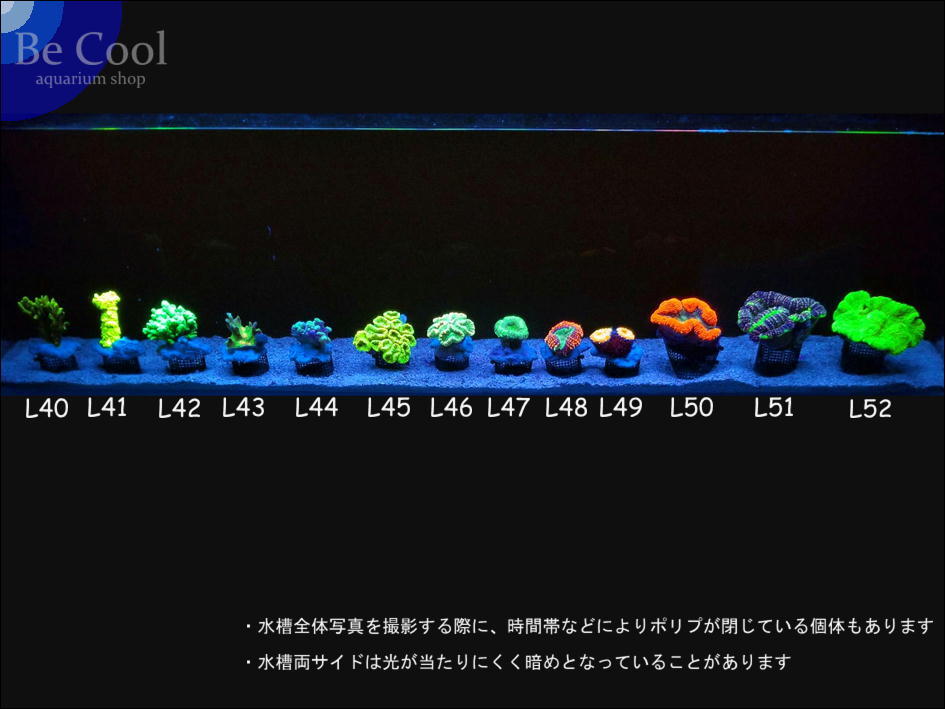 L４２グリセアコモンサンゴ（７ｃｍ前後）_画像5