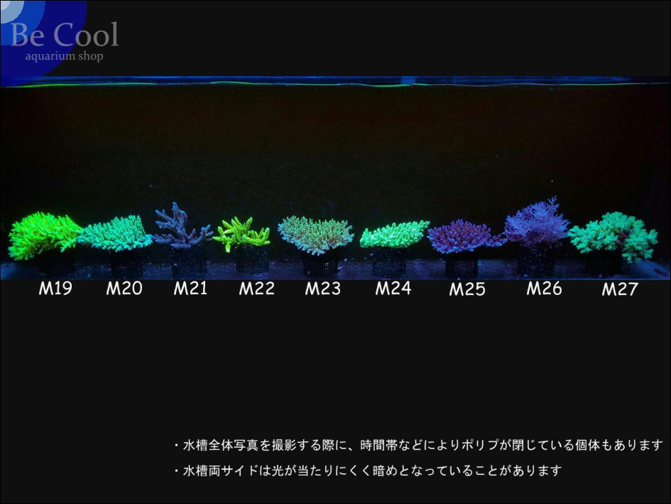 M２１ミドリイシｓｐ（１１ｃｍ前後）の画像6