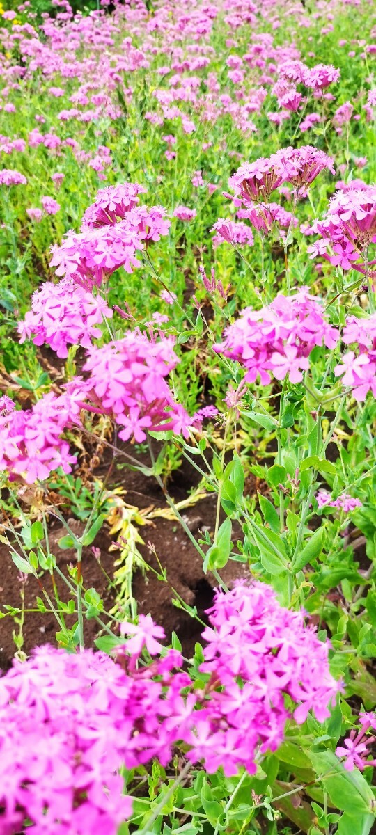 ムシトリナデシコ 4苗 可愛い ピンク 花 毎年咲く 可愛い 初心者 ガーデニング プランター 鉢植え イングリッシュガーデンの画像4