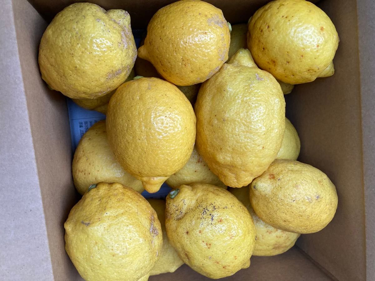 静岡県産無農薬レモン　外観不良　2.5キロ 農家直送