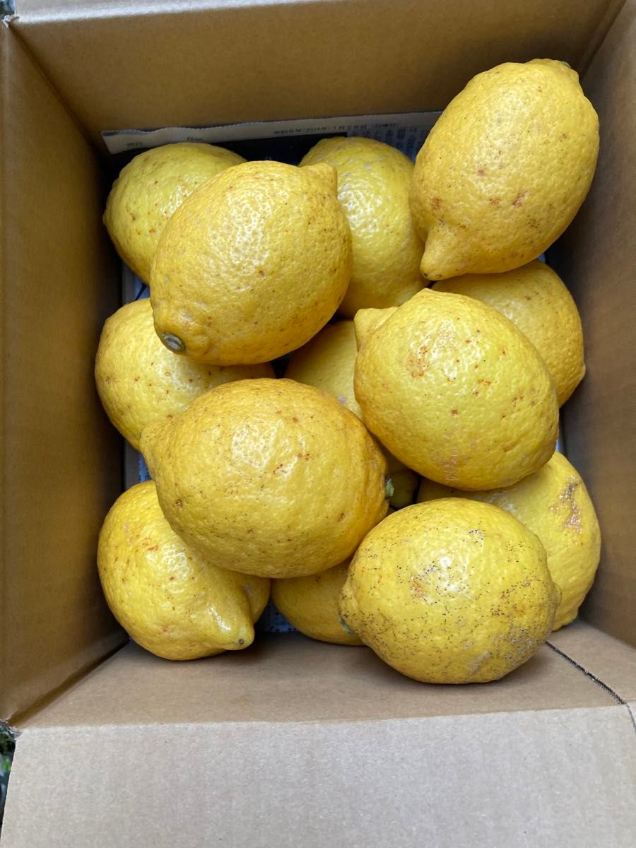 静岡県産無農薬レモン　外観不良　2.3キロ　農家直送