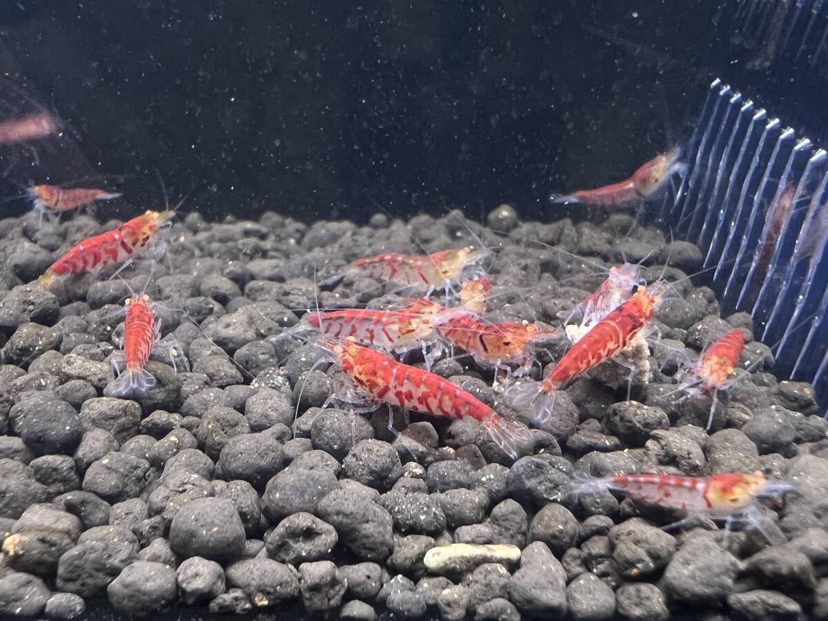 [Gather Shrimp] Golden I red Galaxy fish bo-n. individual 20 pcs 