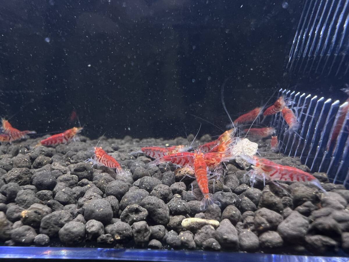 [Gather Shrimp] Golden I red Galaxy fish bo-n. individual 20 pcs 