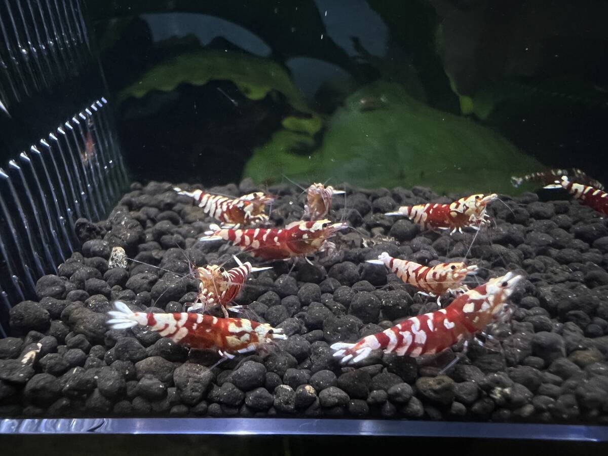 [Gather Shrimp] Tiger Be ( futoshi ultimate ) 5 pair ( inside . egg 4 pcs )