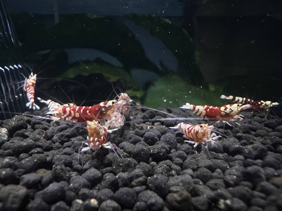 [Gather Shrimp] Tiger Be ( futoshi ultimate ) 5 pair ( inside . egg 4 pcs )