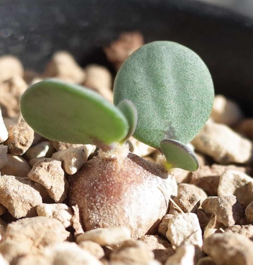 オトンナ・ピグマエア 種子5個＋α Othonna pygmaea 新鮮 発芽確認済み 検索用 コーデックス 塊根植物 カカリオイデス インターメディアの画像3