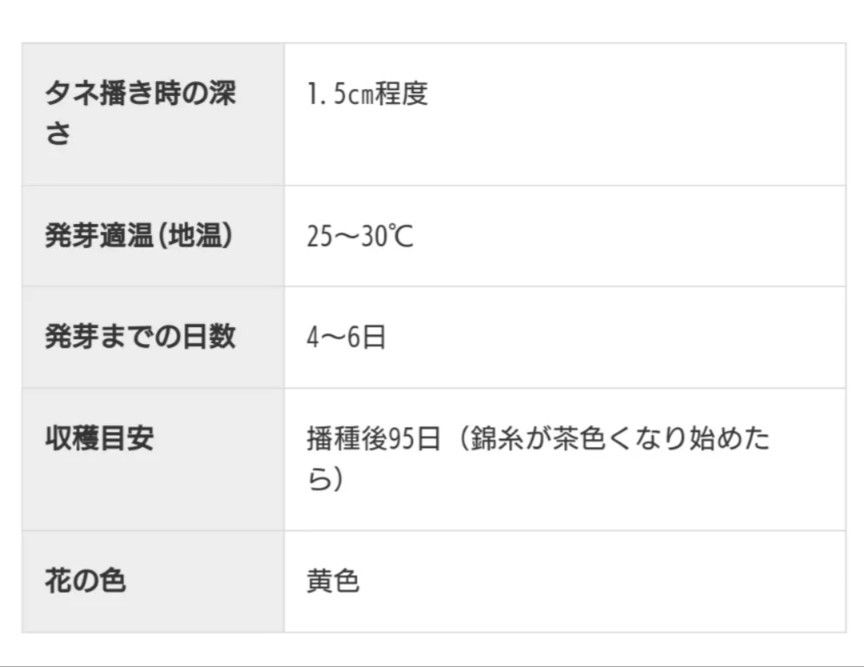 とうもろこし　無農薬の種　モチットコーンたね　とうもろこしの種　家庭菜園　国内採種　自然農法　自然のたね　野菜の種　種　30粒