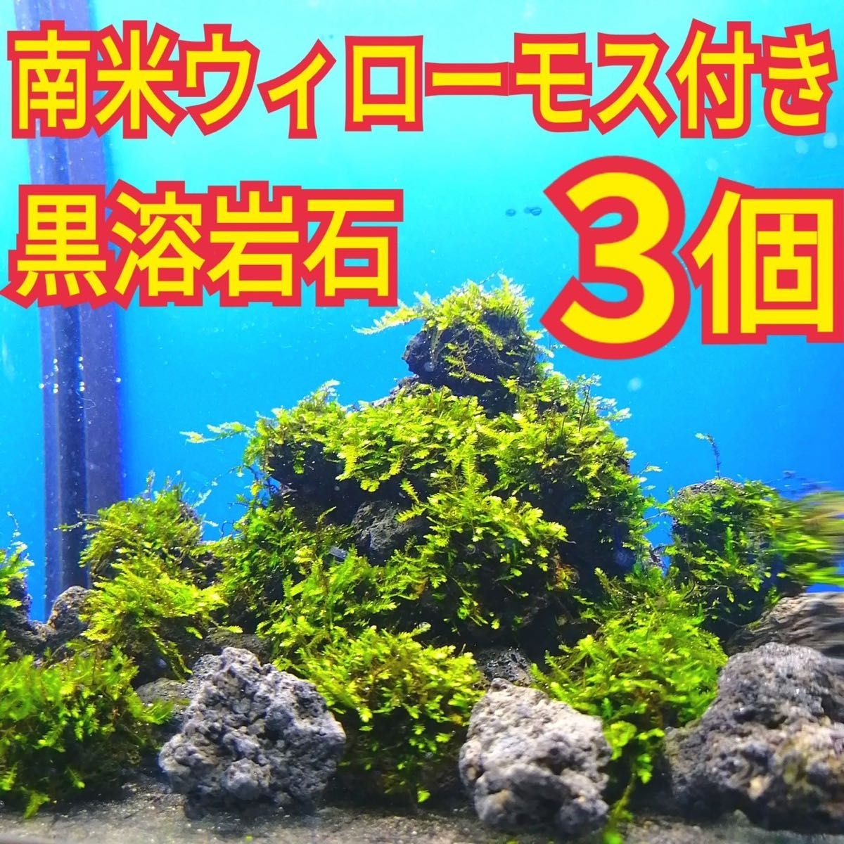 6枚 南米ウィローモス マット 無農薬 ミナミヌマエビ ヤマトヌマエビ レッドビーシュリンプ メダカ グッピー 金魚 水草 