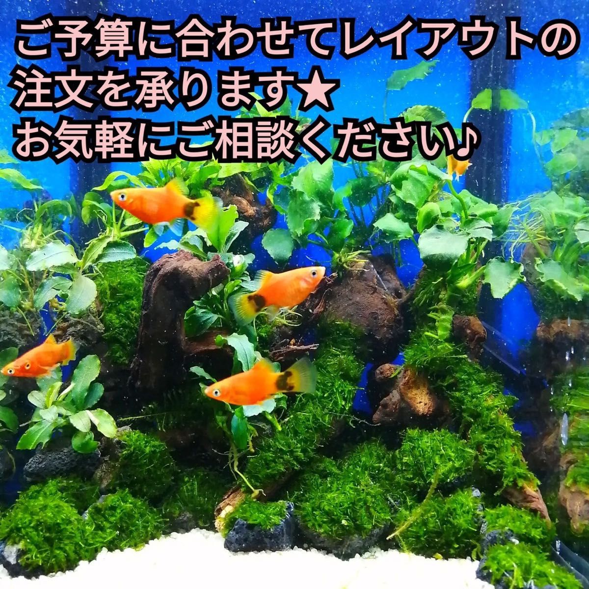 3本 ルドウィジア スーパーレッド 水草 水槽 レイアウト メダカ グッピー エビ 金魚 熱帯魚 アクアリウム 初心者 浮草