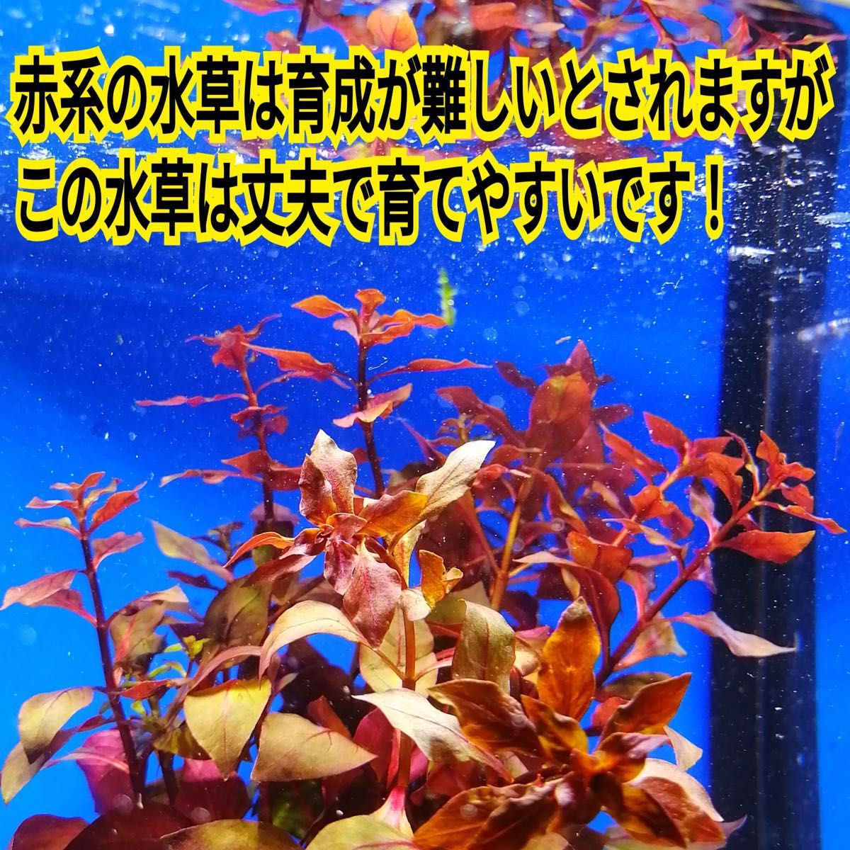 3本 ルドウィジア スーパーレッド 水草 水槽 レイアウト メダカ グッピー エビ 金魚 熱帯魚 アクアリウム 初心者 浮草