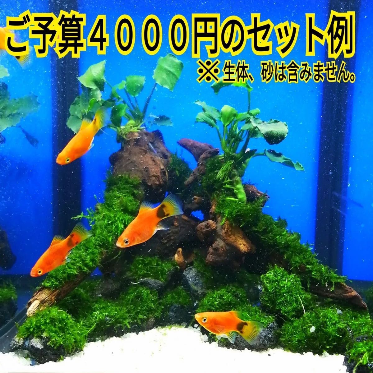 3本 ルドウィジア スーパーレッド 水草 水槽 レイアウト メダカ グッピー エビ 金魚 熱帯魚 アクアリウム 初心者 浮草