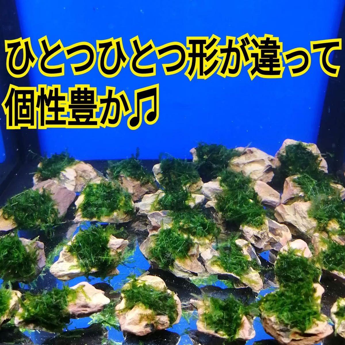 5個 南米ウィローモス 無農薬 気孔石 メダカ グッピー ミナミヌマエビ 水草 隠れ家 レッドビーシュリンプ 金魚 アクアリウム