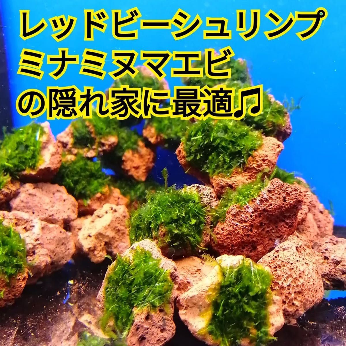 10個 南米ウィローモス 無農薬 赤 溶岩石 ミナミヌマエビ 水草 隠れ家 アクアリウム グッピー 金魚 メダカ レイアウト