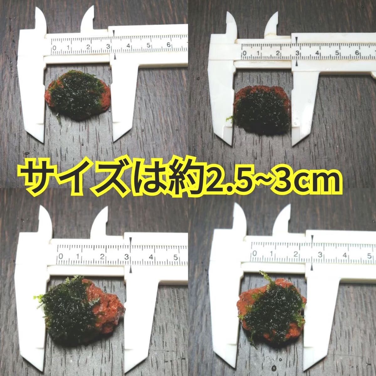 10個 南米ウィローモス 無農薬 赤 溶岩石 ミナミヌマエビ 水草 隠れ家 アクアリウム グッピー 金魚 メダカ レイアウト