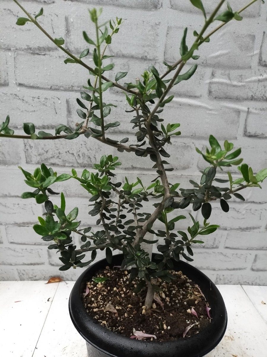 オリーブの木 盆栽仕立て - 塊根植物・コーデックス オリーブの木 盆栽仕立て - 塊根植物・コーデックス