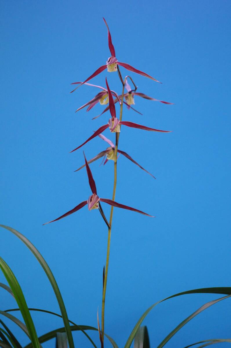 肥前寒蘭　西彼杵幸物産紅花「無銘」_画像1