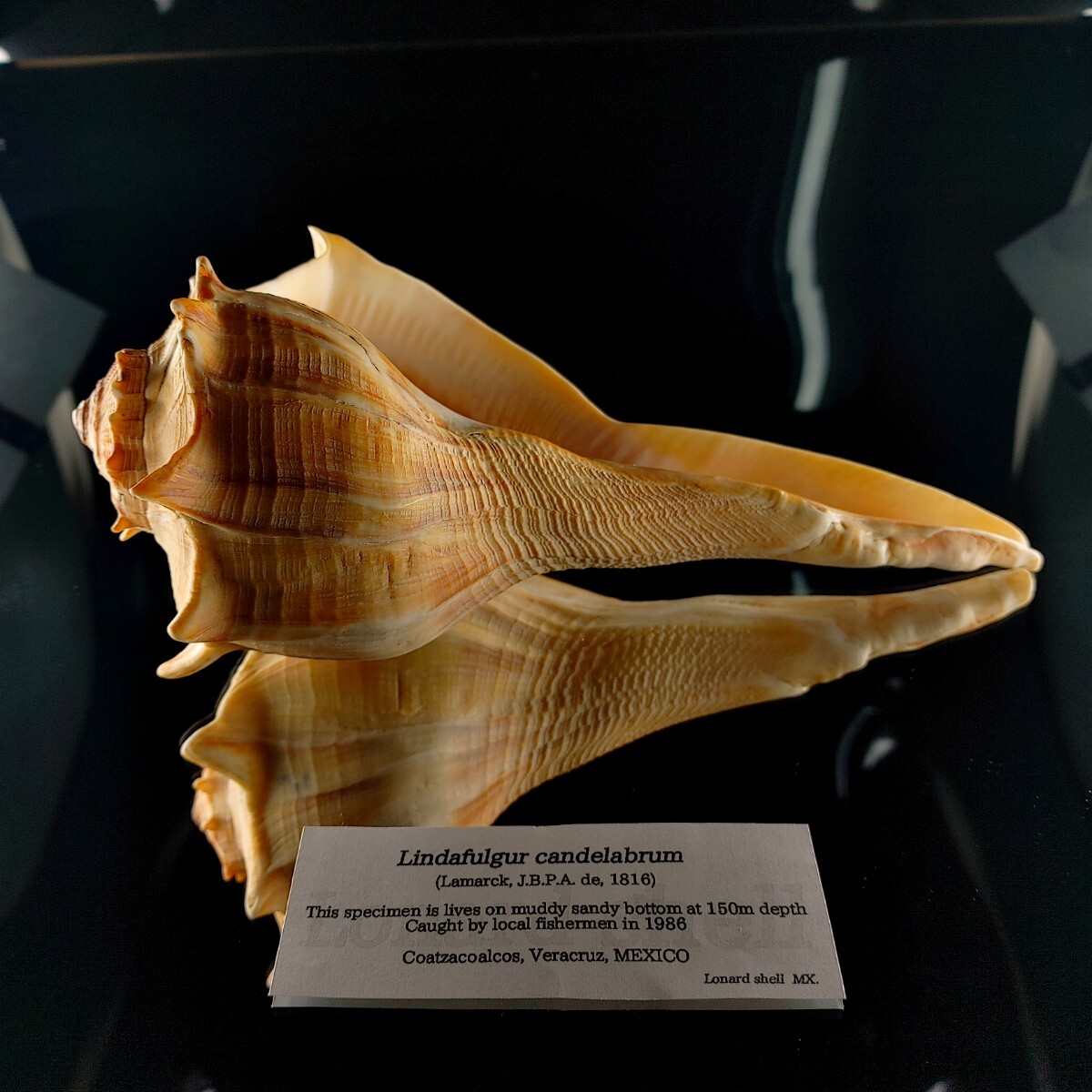 ヤセコブシボラ 貝殻 標本 の画像4