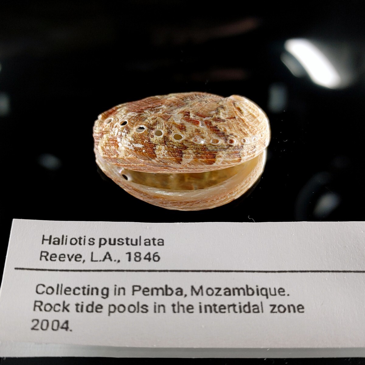 ニヨリヒラアナゴ　貝殻 標本　_画像2