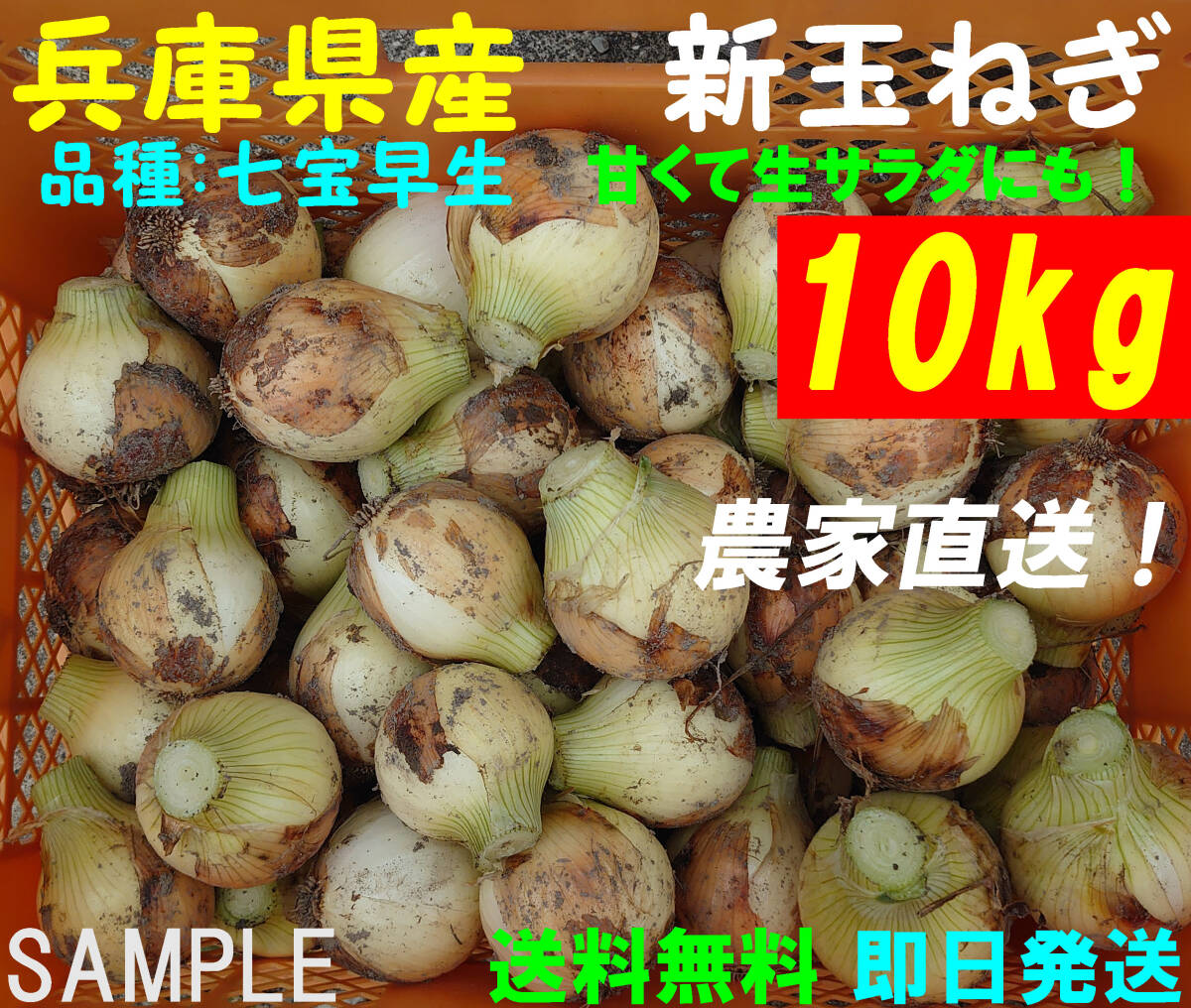 【送料無料】兵庫県産 新玉ねぎ 10kg 農家直送 早生 サラダ玉葱の画像1