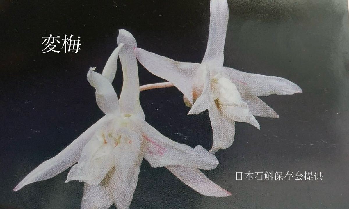 セッコク『変梅』（へんばい） 熊本県産の画像1