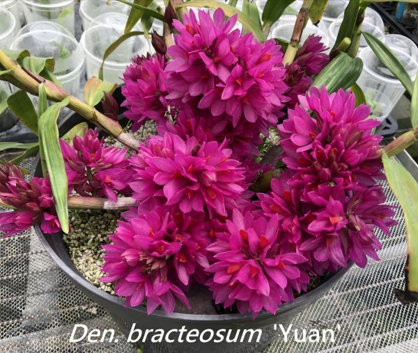 ☆☆洋蘭☆☆ Den. bracteosum 'Yuan'_画像1