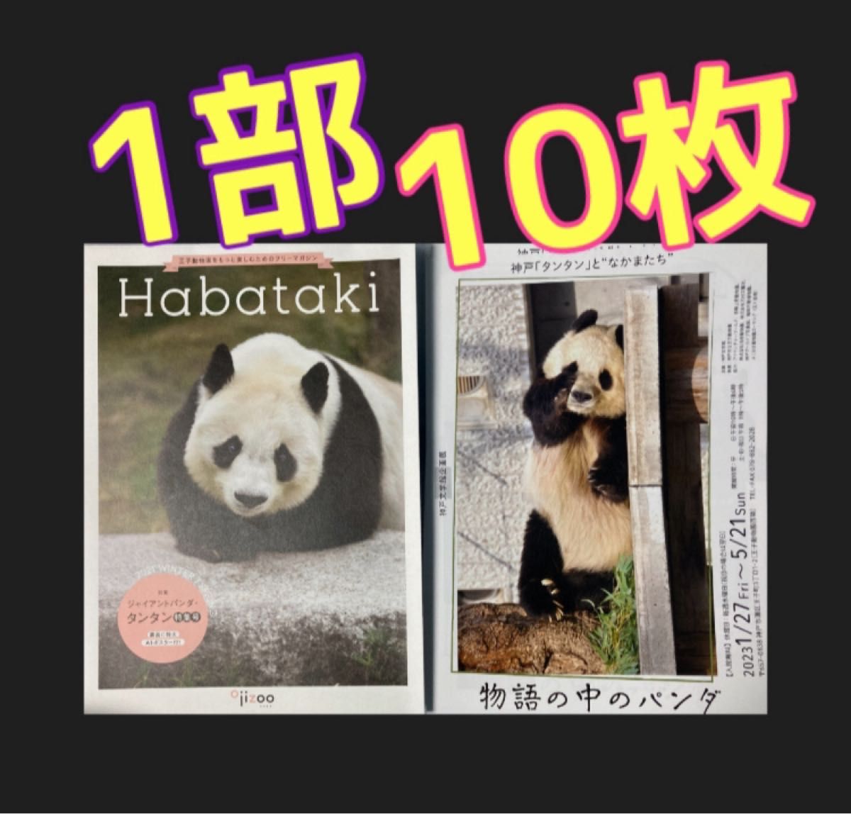 タンタン　神戸王子動物園　Habataki 特集号　物語の中のパンダ　フライヤー　ジャイアントパンダ