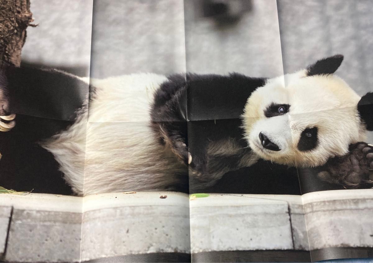 タンタン　神戸王子動物園　Habataki 特集号　物語の中のパンダ　フライヤー　ジャイアントパンダ