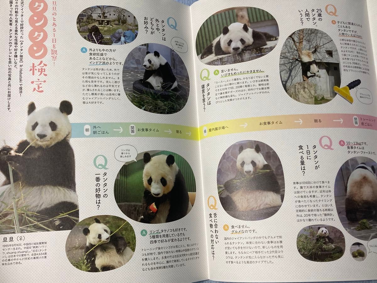 タンタン　神戸王子動物園　Habataki 特集号　物語の中のパンダ　フライヤー　ジャイアントパンダ