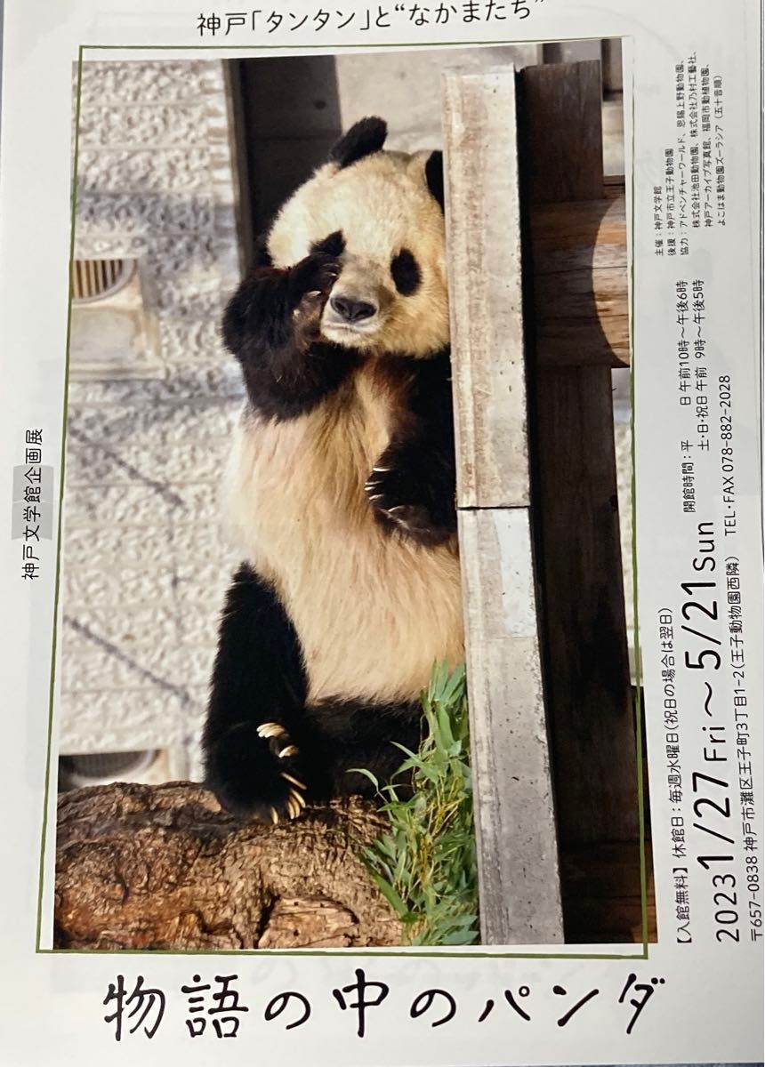 タンタン　神戸王子動物園　物語の中のパンダ　フライヤー　１０枚　ジャイアントパンダ