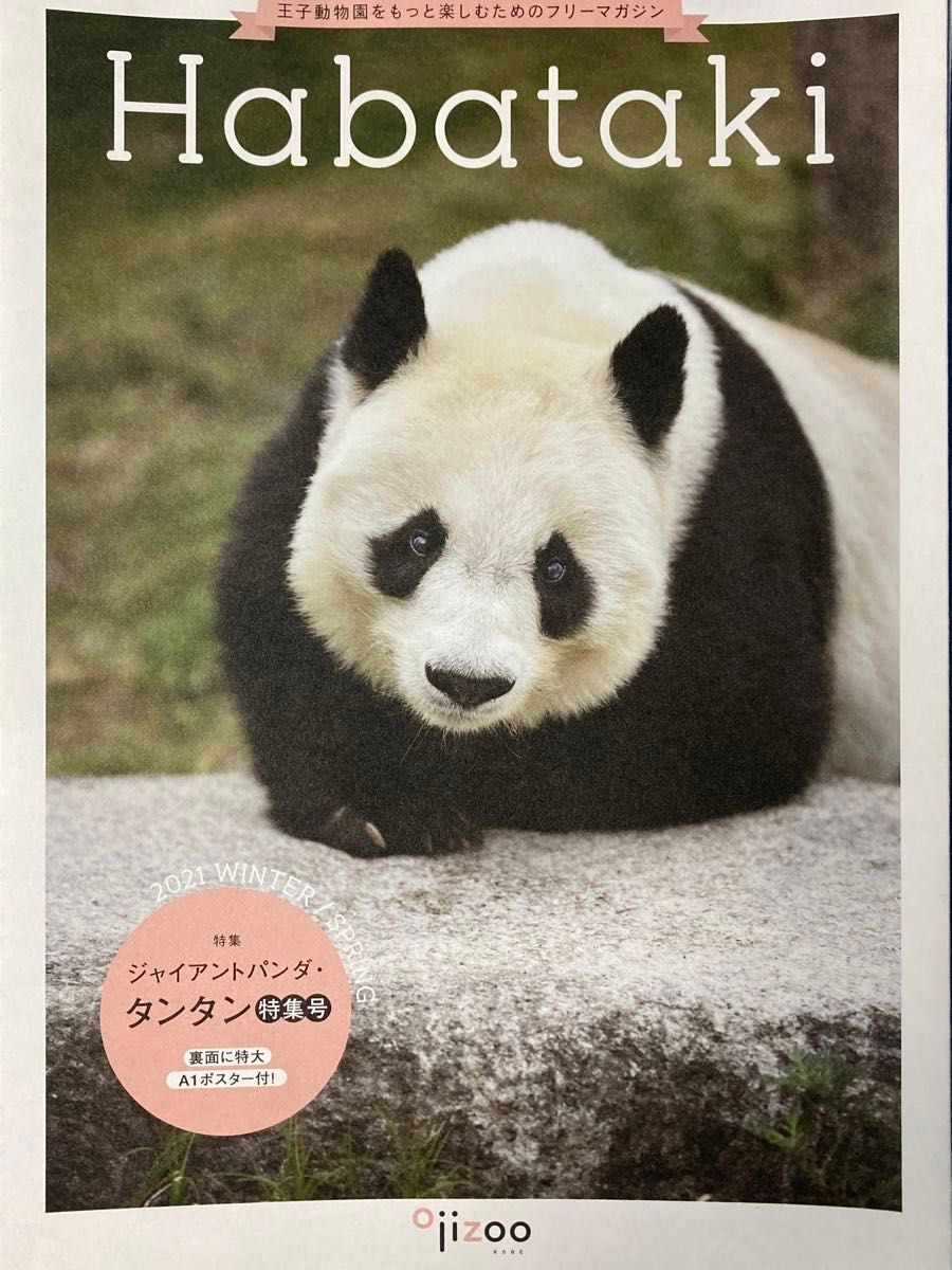 タンタン　神戸王子動物園　Habataki 特集号　物語の中のパンダ　フライヤー　ジャイアントパンダ