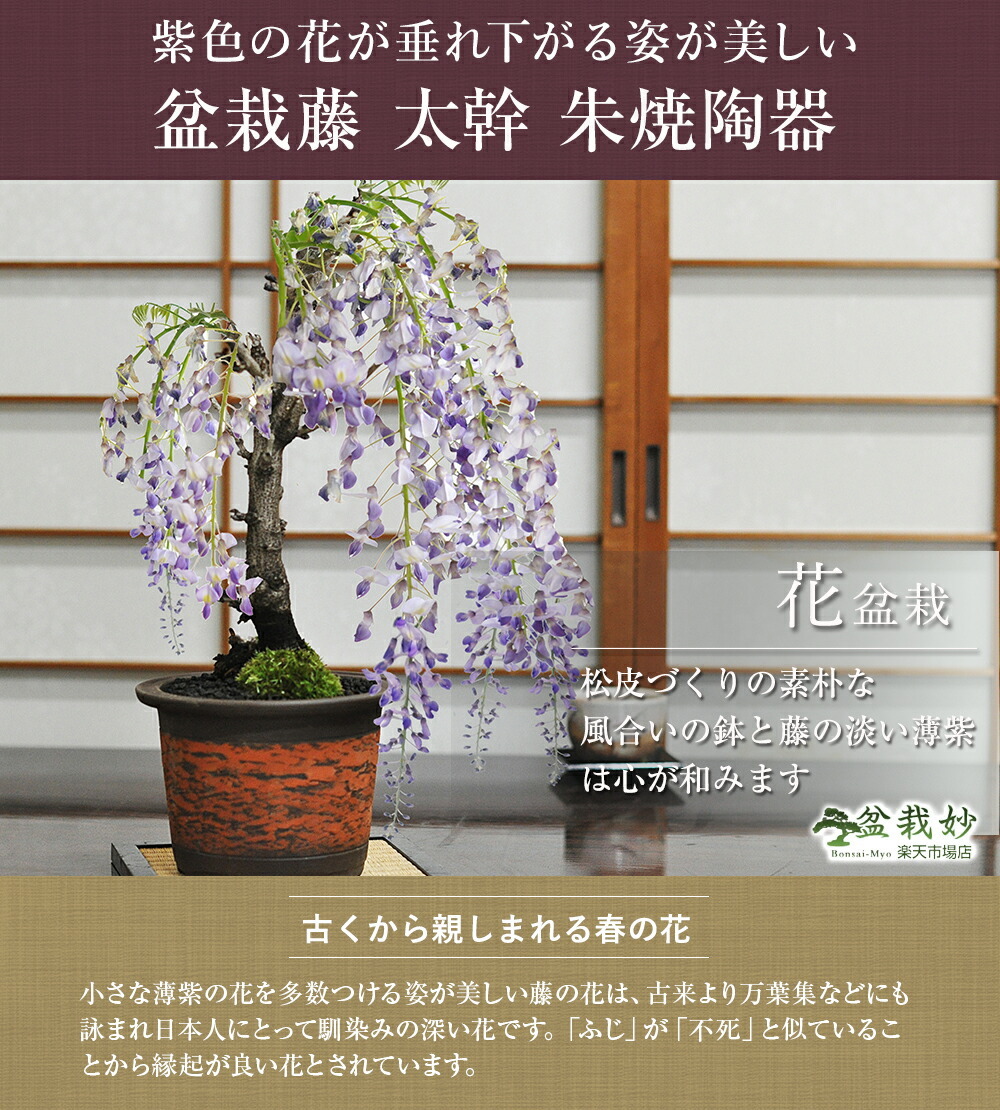 [ blooming end ] wistaria bonsai futoshi . Shigaraki ... ceramics 