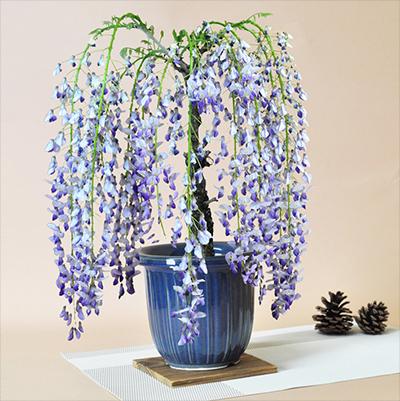 [ blooming end ] wistaria (1 -years old wistaria ) bonsai leaf . Fuji purple flower potted plant gift bonsai opening celebration . job wrapping Father's day Respect-for-the-Aged Day Holiday birthday 