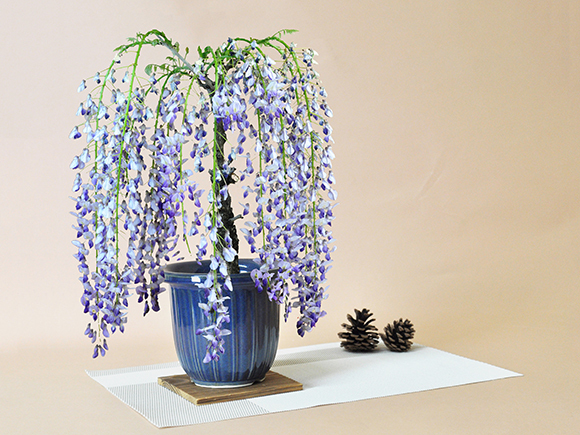 [ blooming end ] wistaria (1 -years old wistaria ) bonsai leaf . Fuji purple flower potted plant gift bonsai opening celebration . job wrapping Father's day Respect-for-the-Aged Day Holiday birthday 