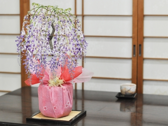 [ blooming end ] wistaria (1 -years old wistaria ) bonsai leaf . Fuji purple flower potted plant gift bonsai opening celebration . job wrapping Father's day Respect-for-the-Aged Day Holiday birthday 