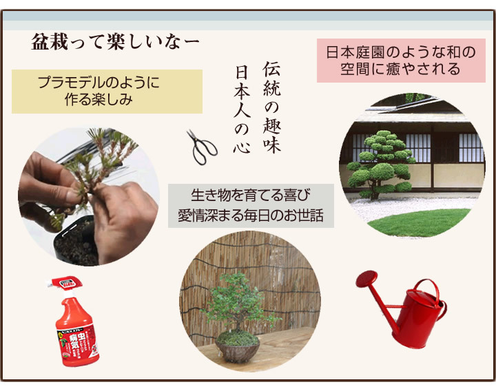 父の日 松盆栽 松 五葉松 丸小鉢 樹齢 5年 お菓子 セット 神戸プリン 人気 ランキング 60代 70代 和 鉢植え 癒やし ぼんさい_画像8